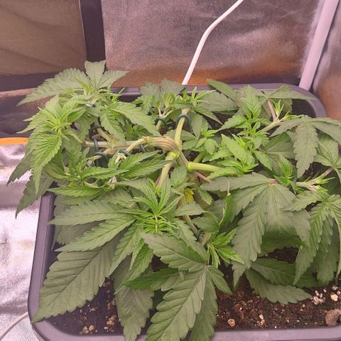 Mimosa Evo growlog photo: LST