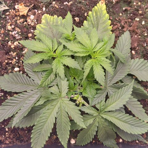 Mimosa Evo growlog photo: LST