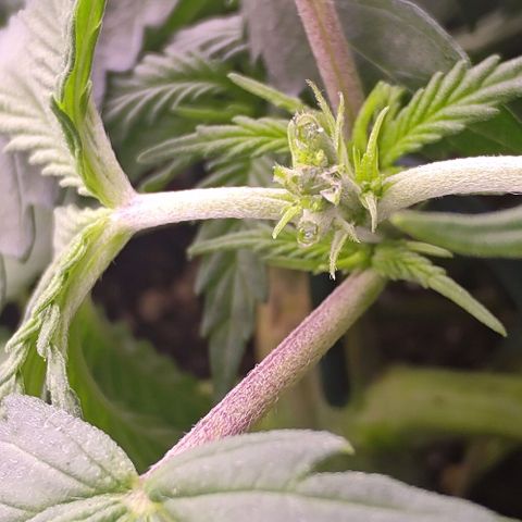 Mimosa Evo growlog photo: FIM sur Dynamitee réussi
FIM sur Missy faite