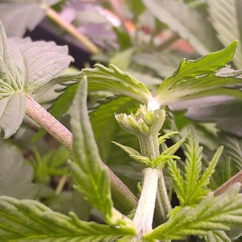 Mimosa Evo growlog photo: FIM sur Dynamitee réussi
FIM sur Missy faite
