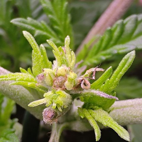 Mimosa Evo growlog photo: FIM sur Dynamitee réussi
FIM sur Missy faite