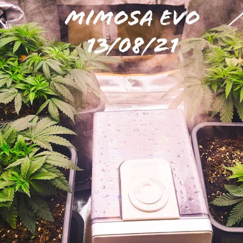Mimosa Evo growlog timeline photo