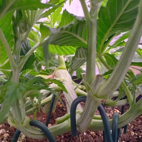 Mimosa Evo growlog timeline photo