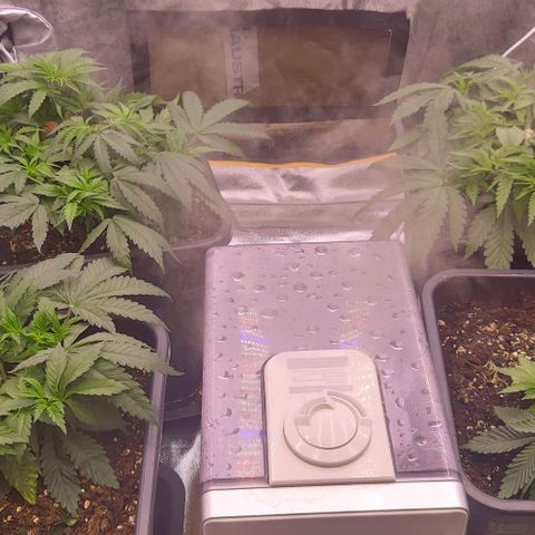 Mimosa Evo growlog timeline photo