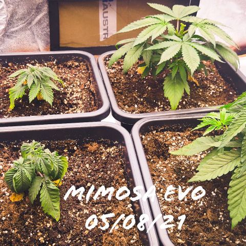 Mimosa Evo growlog timeline photo
