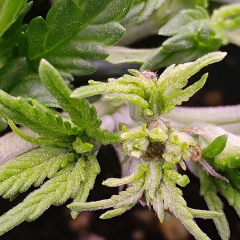 Mimosa Evo growlog timeline photo