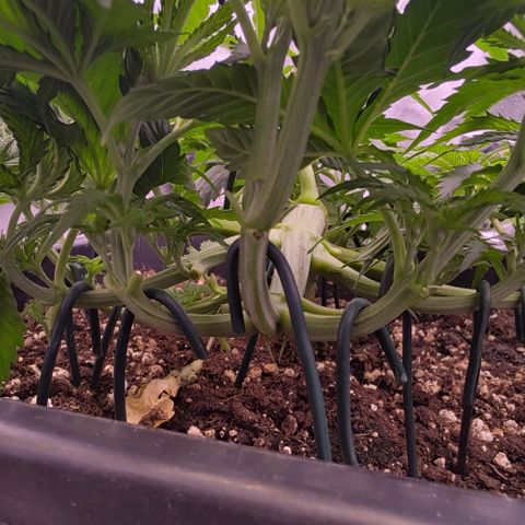 Mimosa Evo growlog timeline photo