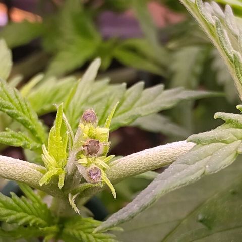 Mimosa Evo growlog timeline photo
