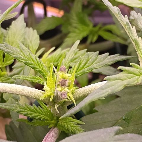 Mimosa Evo growlog timeline photo