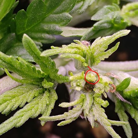 Mimosa Evo growlog timeline photo