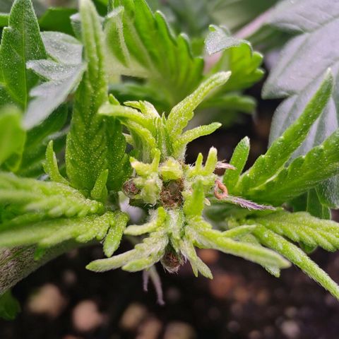 Mimosa Evo growlog timeline photo