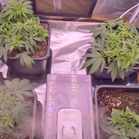 Mimosa Evo growlog timeline photo