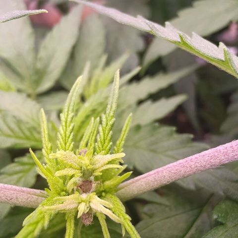 Mimosa Evo growlog photo: Fims
