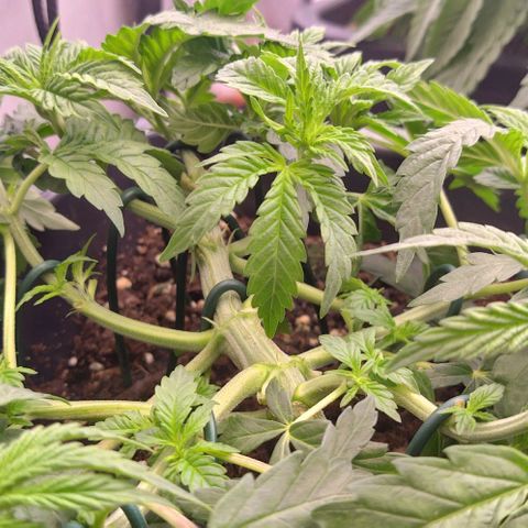 Mimosa Evo growlog photo: Lst