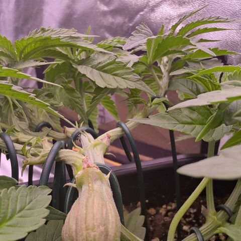 Mimosa Evo growlog photo: Lst