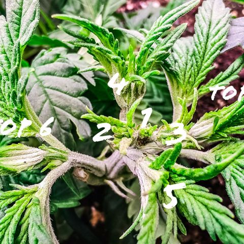 Mimosa Evo growlog photo: Fims