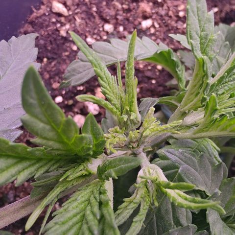 Mimosa Evo growlog photo: Fims