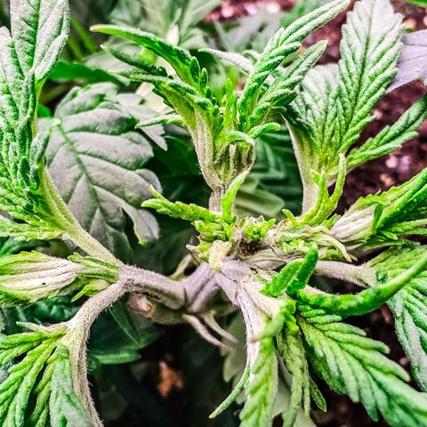 Mimosa Evo growlog photo: Fims