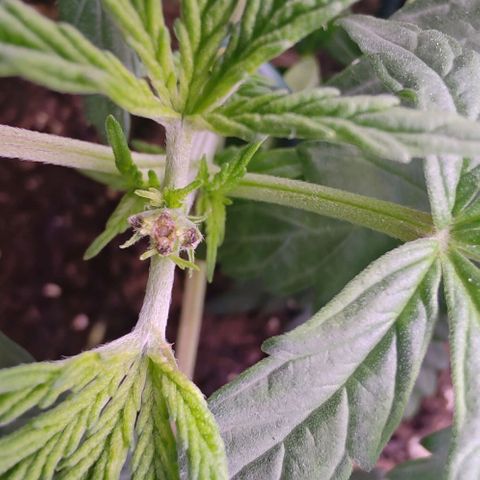 Mimosa Evo growlog photo: Fims