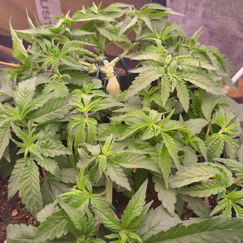 Mimosa Evo growlog photo: Lst