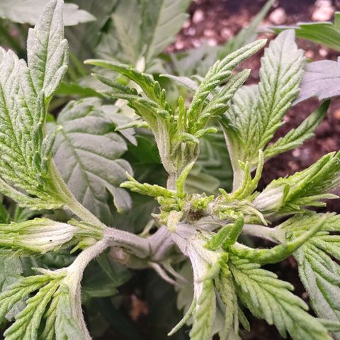 Mimosa Evo growlog photo: Fims