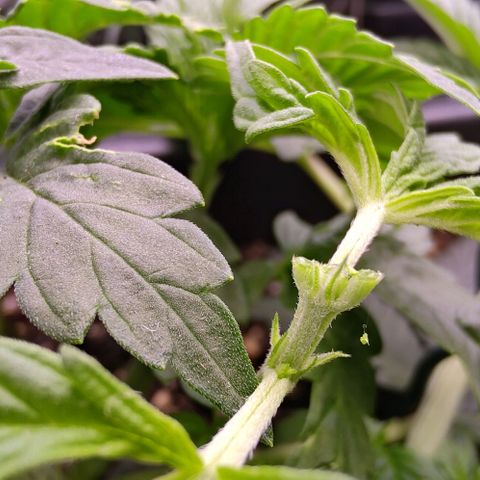 Mimosa Evo growlog photo: Fims