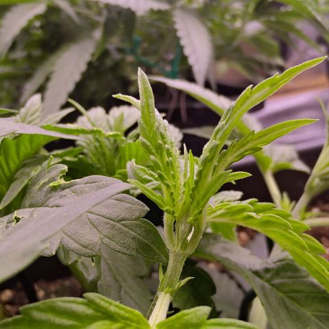Mimosa Evo growlog photo: Fims
