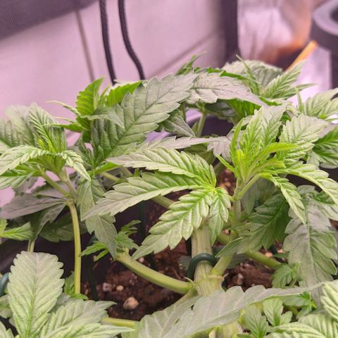 Mimosa Evo growlog photo: Fims