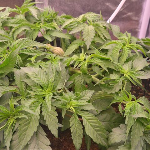 Mimosa Evo growlog photo: Lst