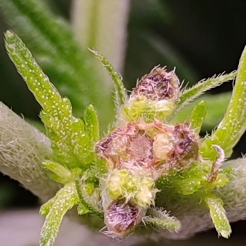 Mimosa Evo growlog photo: Fims
