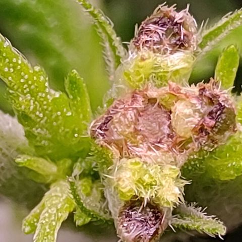 Mimosa Evo growlog photo: Fims