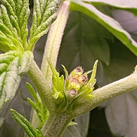Mimosa Evo growlog photo: Fims