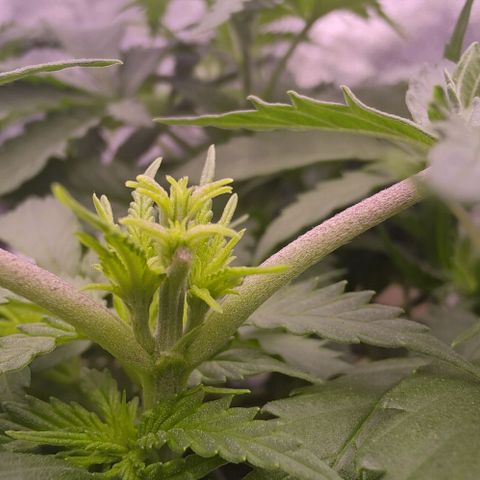 Mimosa Evo growlog photo: Fims