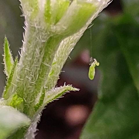 Mimosa Evo growlog photo: Fims