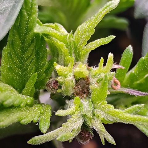 Mimosa Evo growlog timeline photo