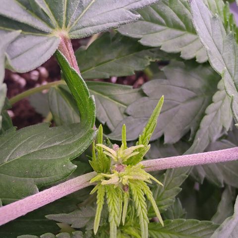 Mimosa Evo growlog photo: Fims