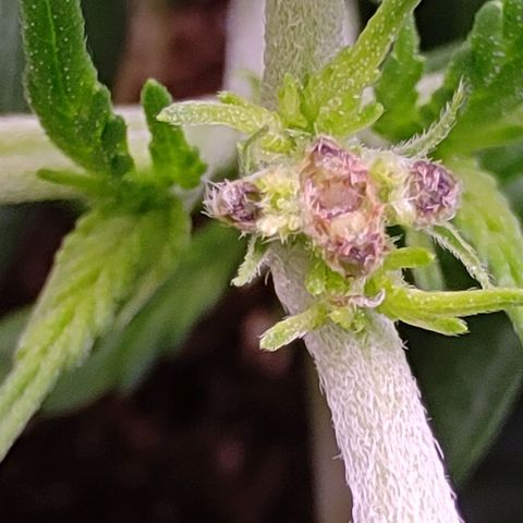 Mimosa Evo growlog photo: Fims