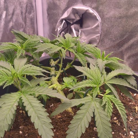 Mimosa Evo growlog timeline photo
