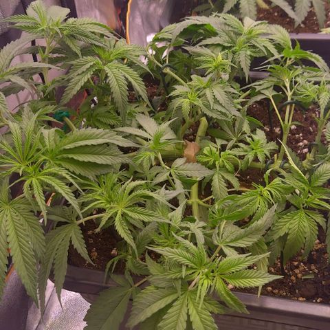 Mimosa Evo growlog timeline photo