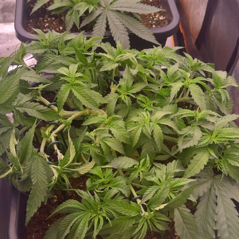 Mimosa Evo growlog timeline photo