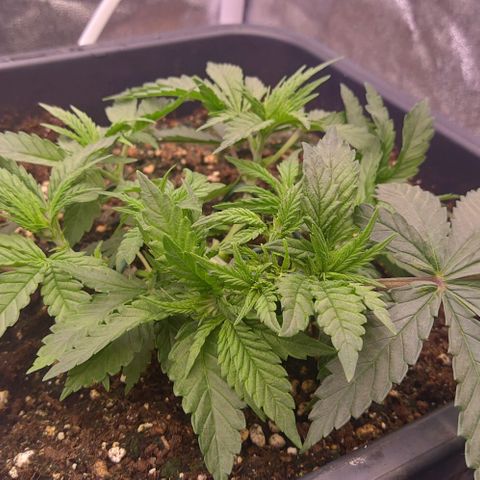 Mimosa Evo growlog timeline photo