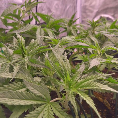 Mimosa Evo growlog timeline photo