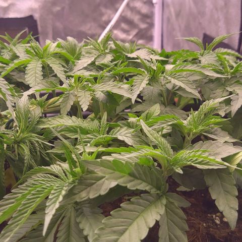 Mimosa Evo growlog timeline photo
