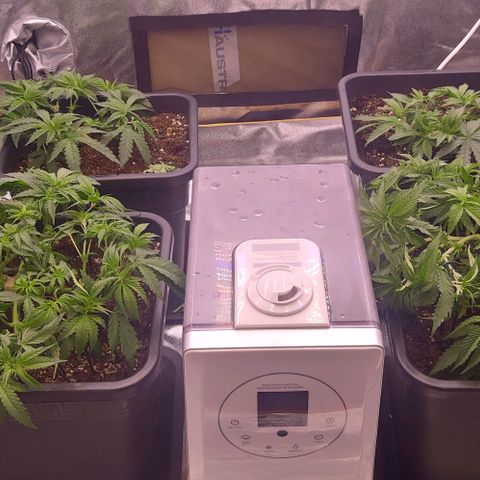 Mimosa Evo growlog timeline photo