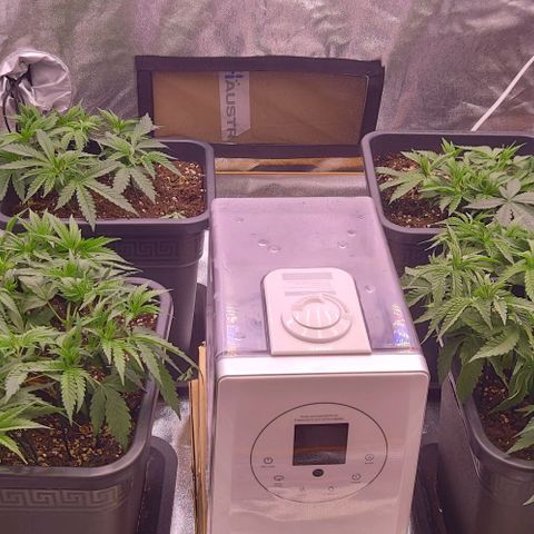 Mimosa Evo growlog timeline photo