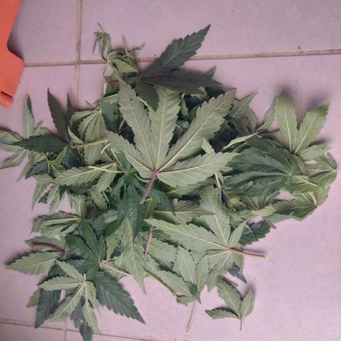 Mimosa Evo growlog timeline photo