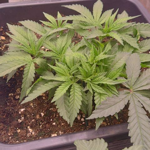 Mimosa Evo growlog timeline photo