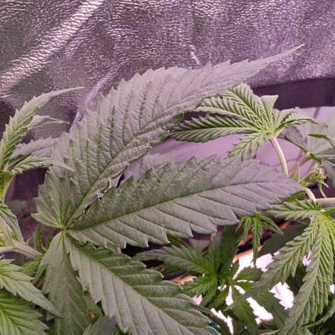 Mimosa Evo growlog timeline photo