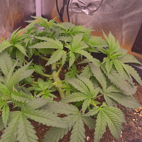 Mimosa Evo growlog timeline photo