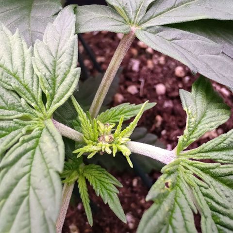 Mimosa Evo growlog timeline photo